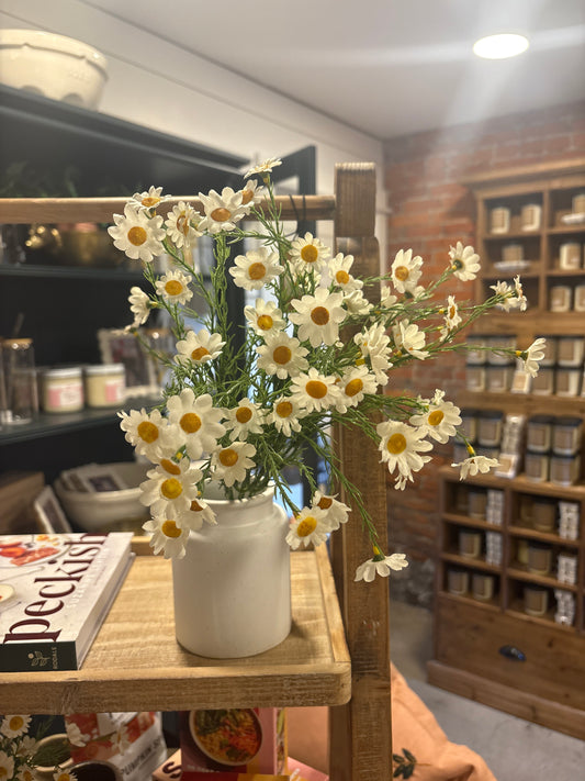 Cream Daisy bush 15"