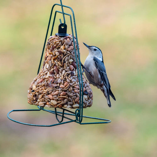 Mr Bird - Seed Bell Hanger