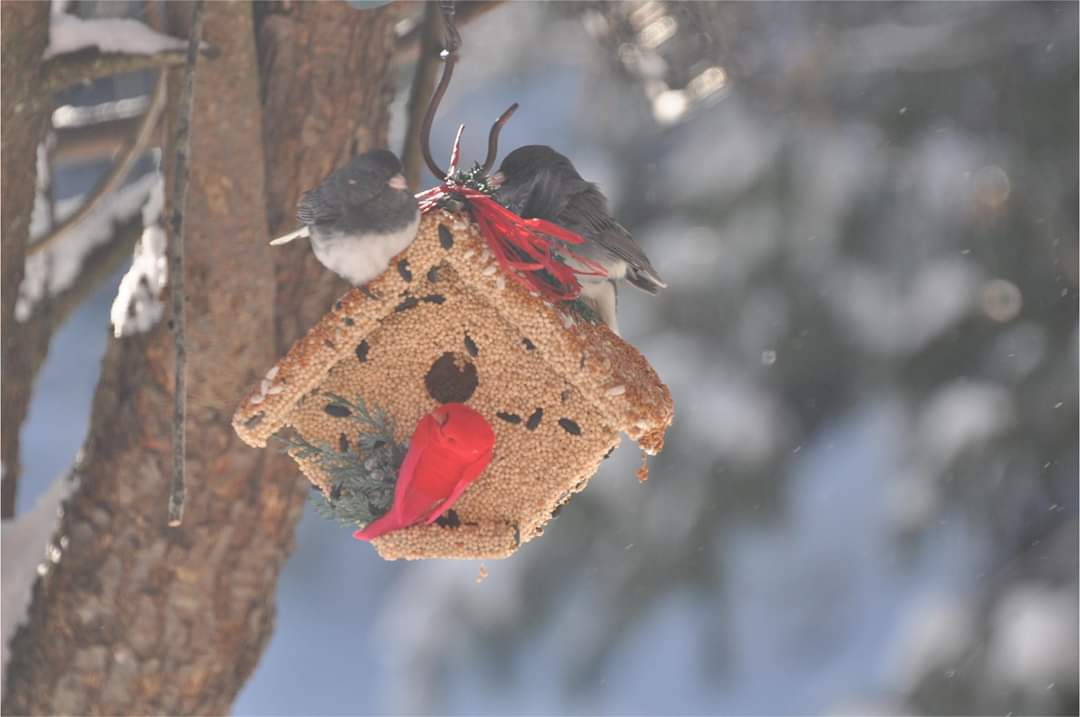 Mr Bird - Wren Casita