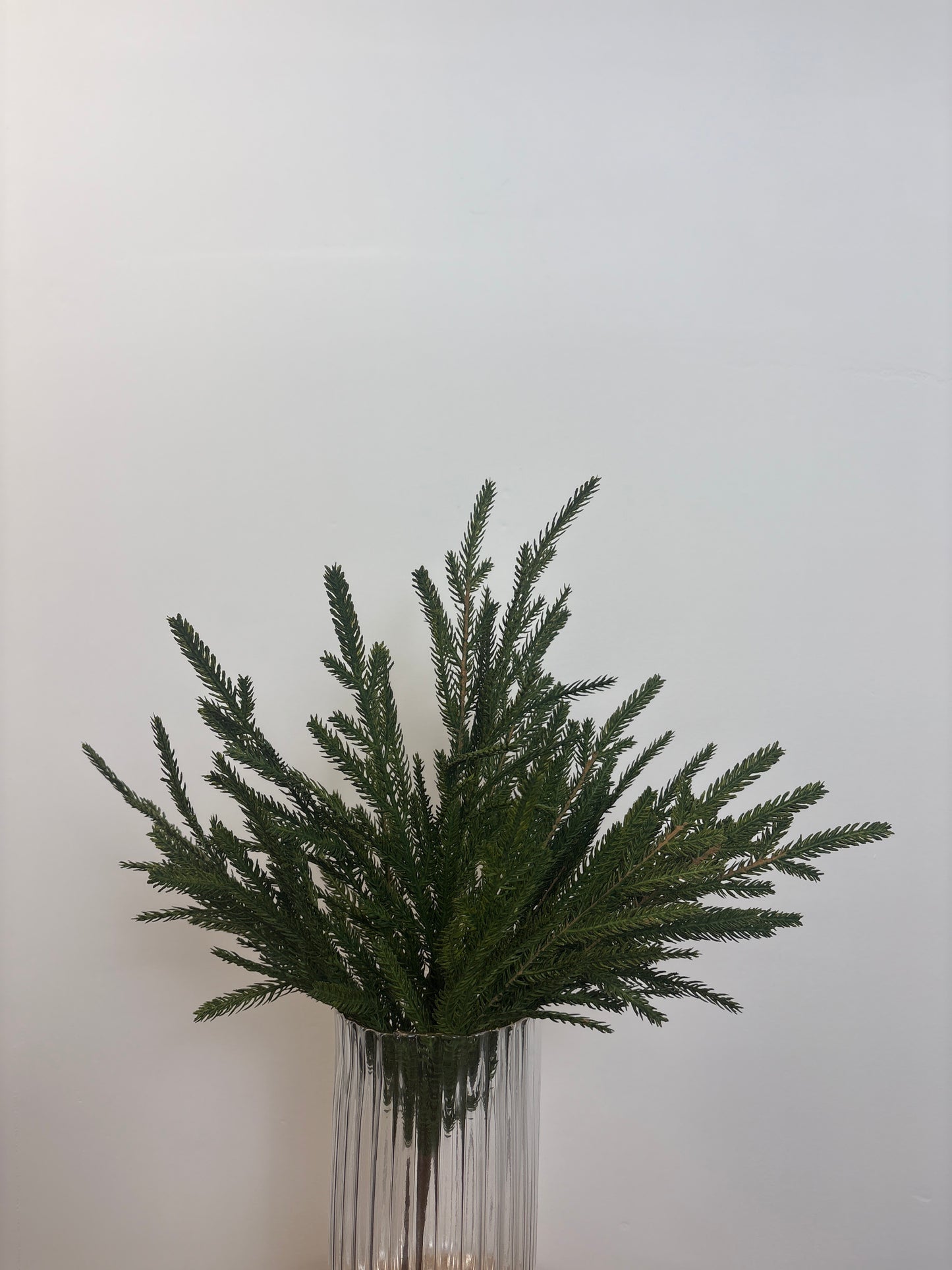 20 inch Cypress spray