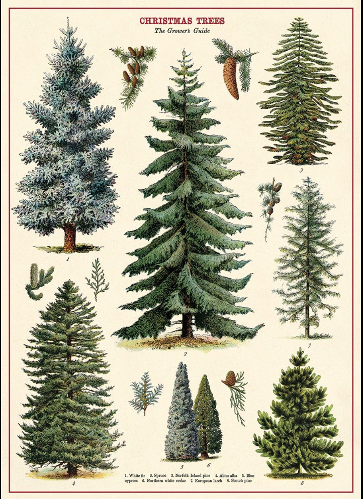 Christmas trees poster