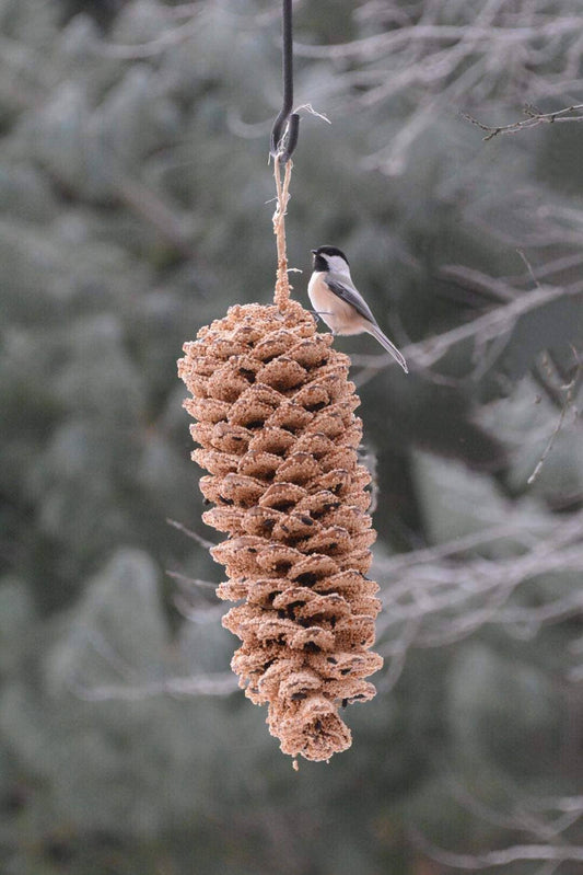 Mr Bird - Giant Pine Cone