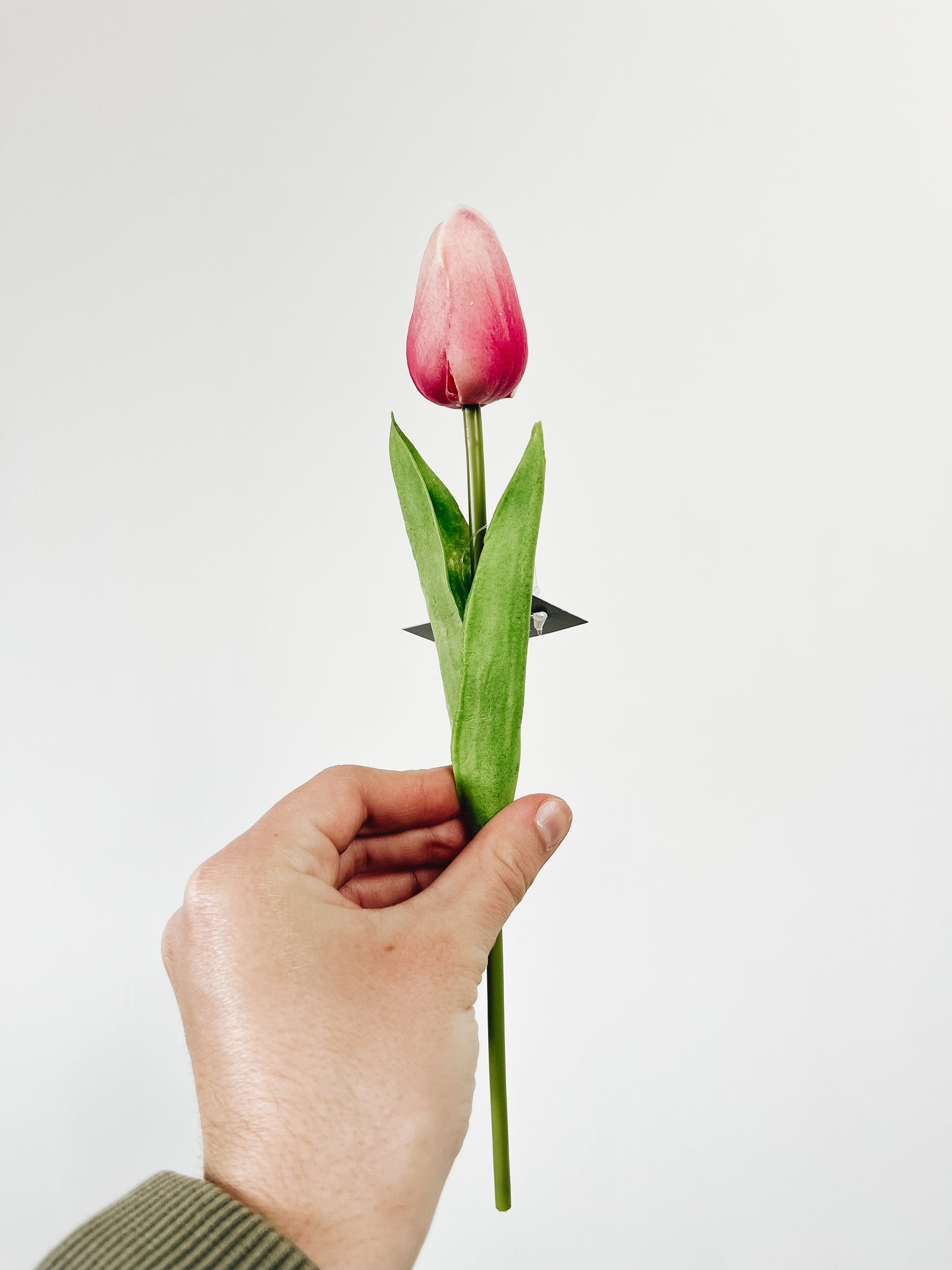 Dark Pink with cream tip Mini Tulip