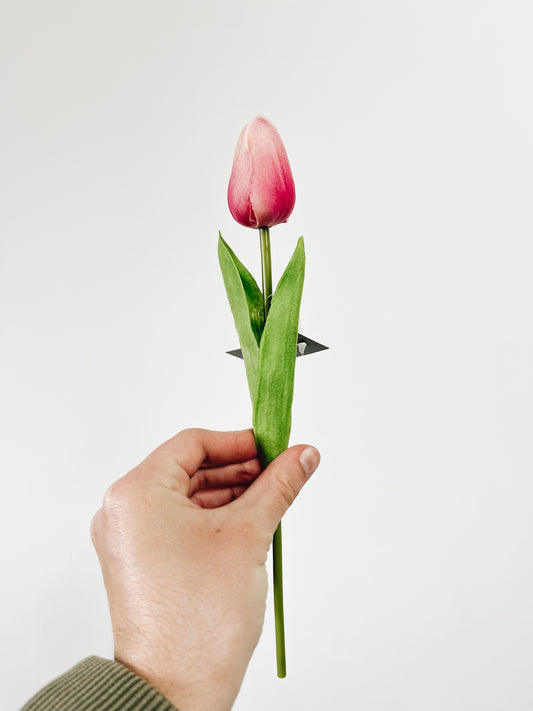 Dark Pink with cream tip Mini Tulip