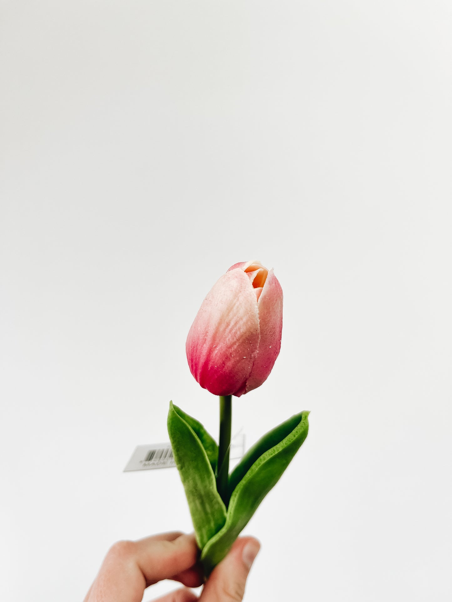 Dark Pink with cream tip Mini Tulip