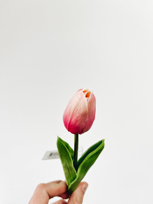 Dark Pink with cream tip Mini Tulip