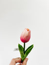 Mini Single Stem Tulip - White