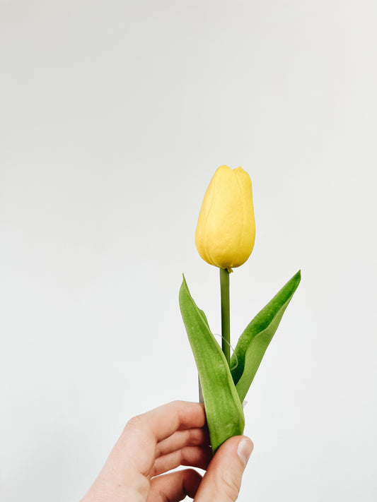 Mini Single Stem Tulip - Yellow
