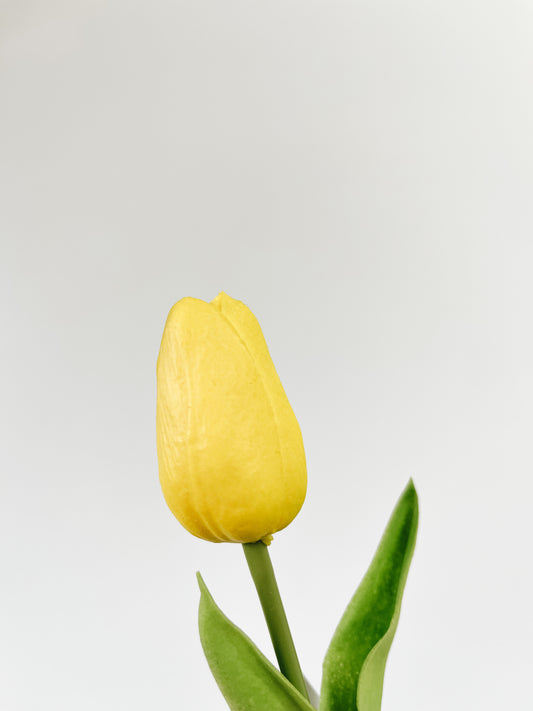 Mini Single Stem Tulip - Yellow