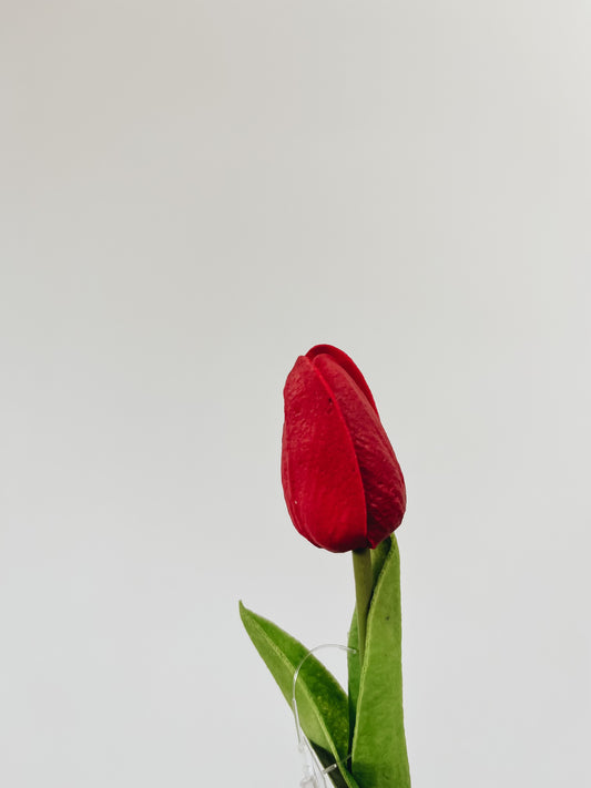 Mini Single Stem Tulip - Red