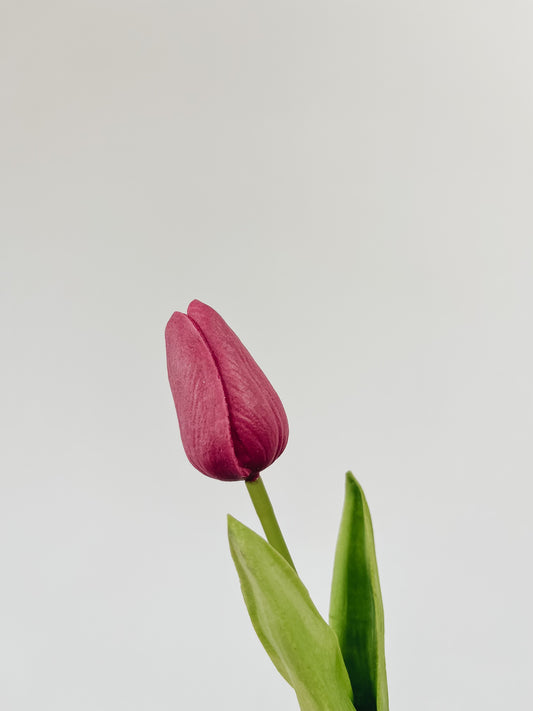 Mini Single Stem Tulip - Fuchsia