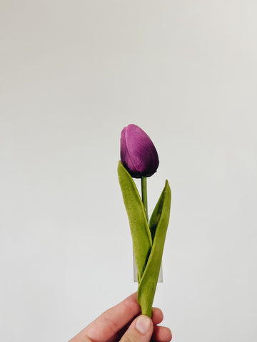 Dark Pink with cream tip Mini Tulip
