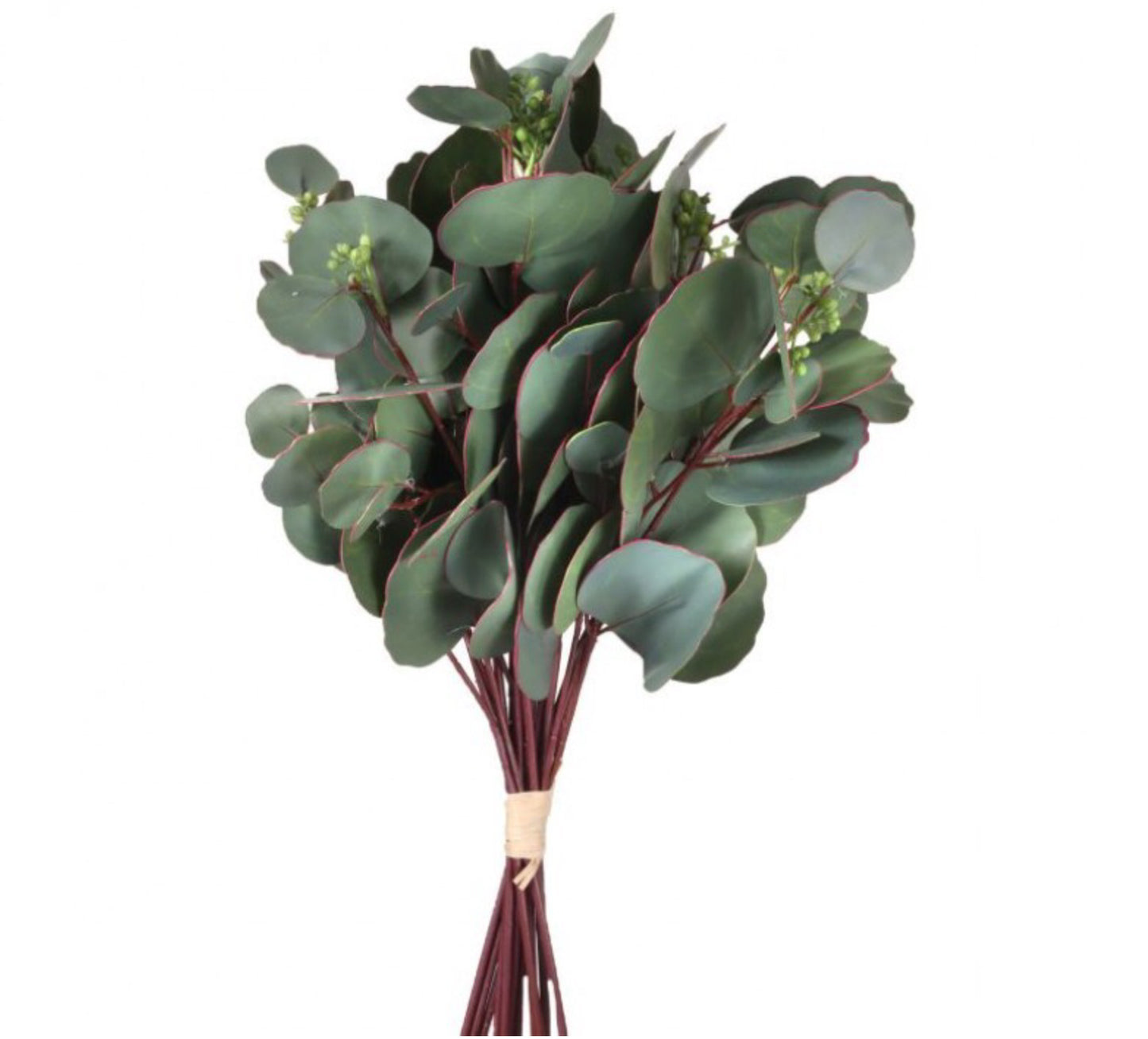 Silver Dollar Eucalyptus Bundle