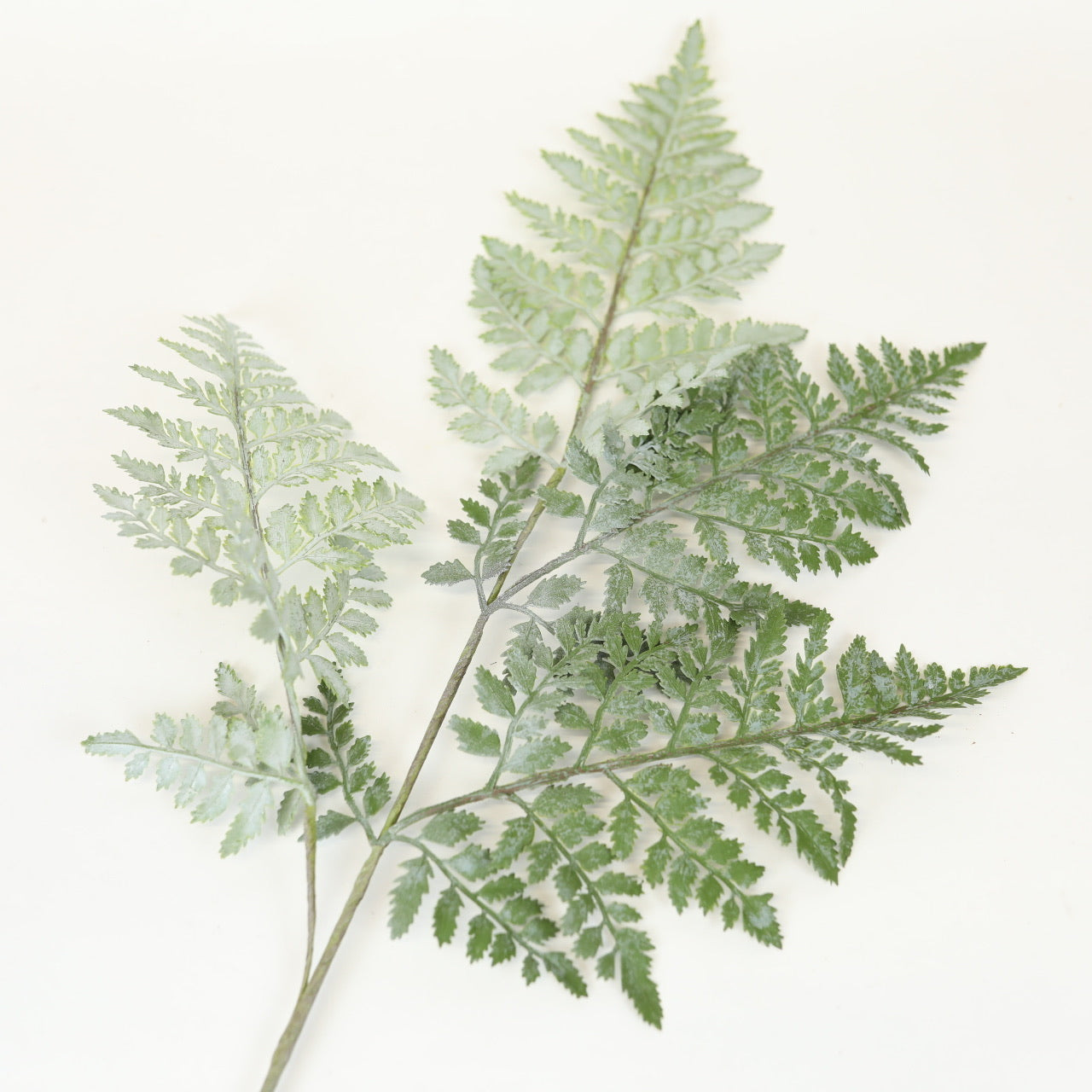 Royal Fern Stem