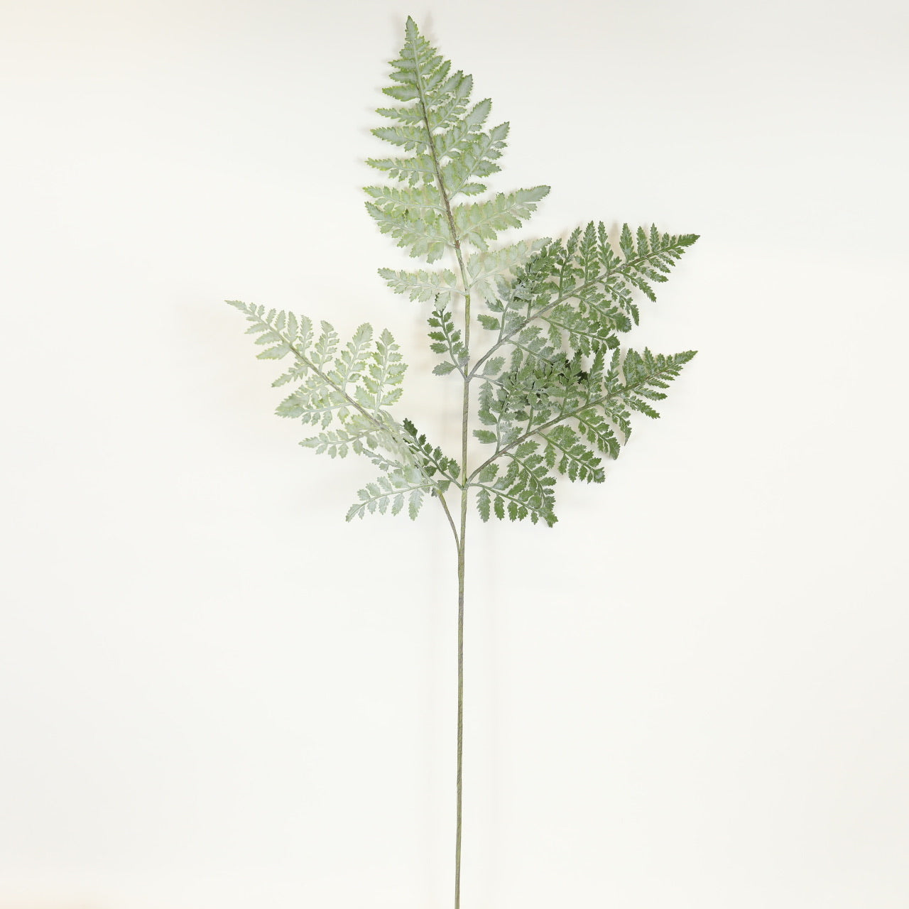 Royal Fern Stem