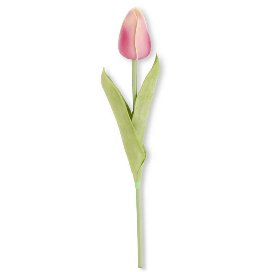 Dark Pink with cream tip Mini Tulip
