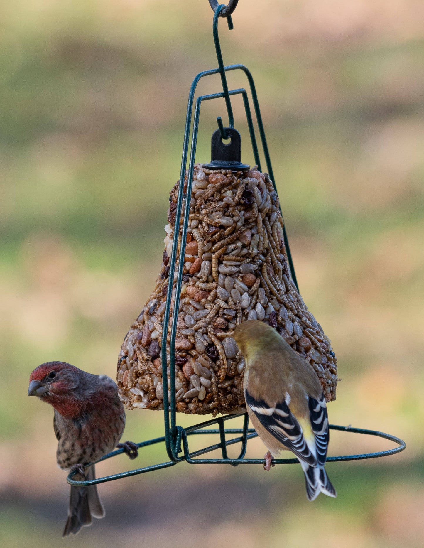 Mr Bird - Seed Bell Hanger