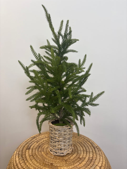 21” Cypress tree in basket