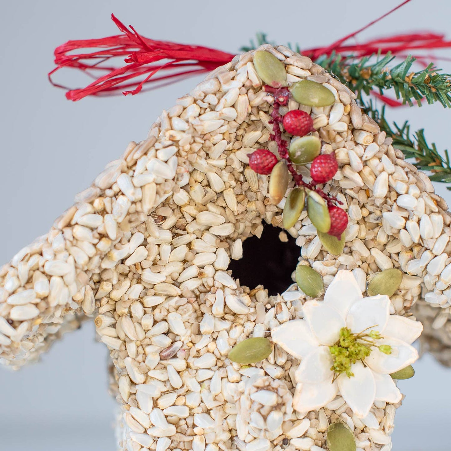 Mr Bird - Poinsettia Birdie Cottages