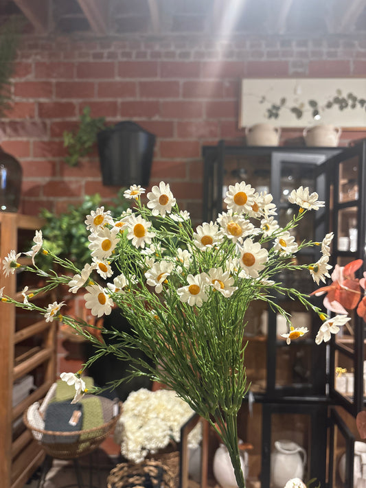 Cream Daisy bush 15"
