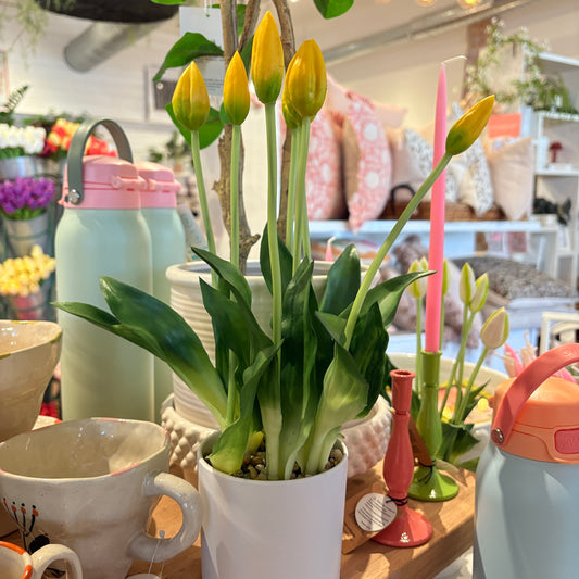 Yellow Tulips in White Pot