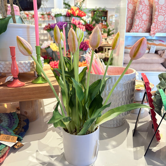 Pink tulip in white pot