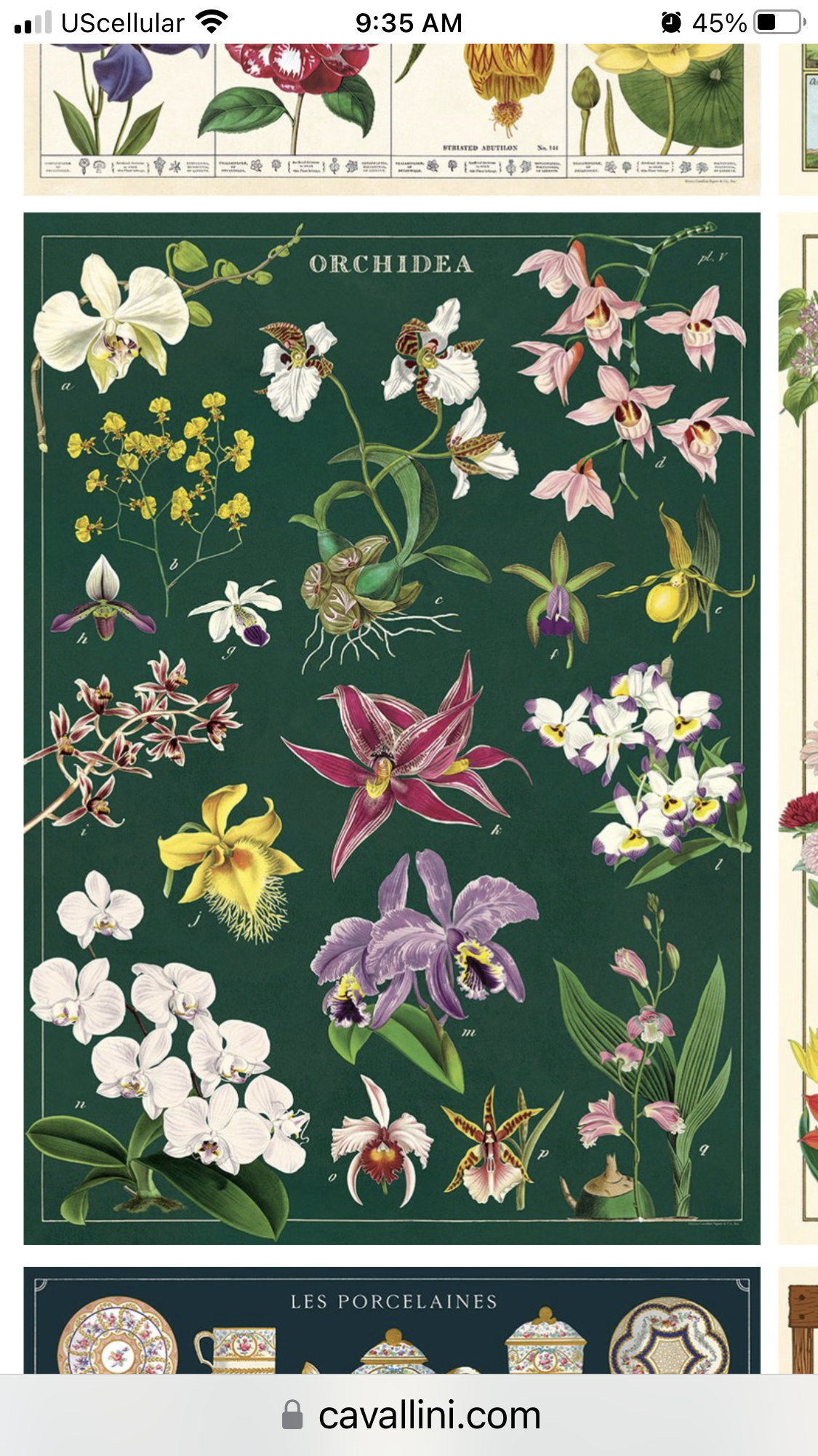 Orchidea Poster