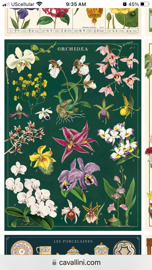 Orchidea Poster