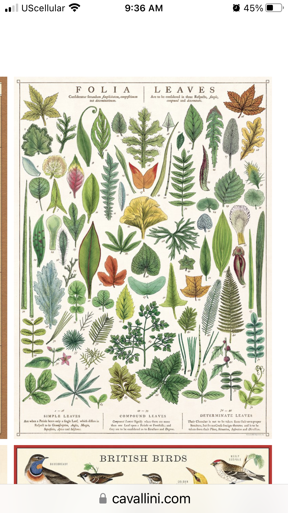 Folia leaves Poster