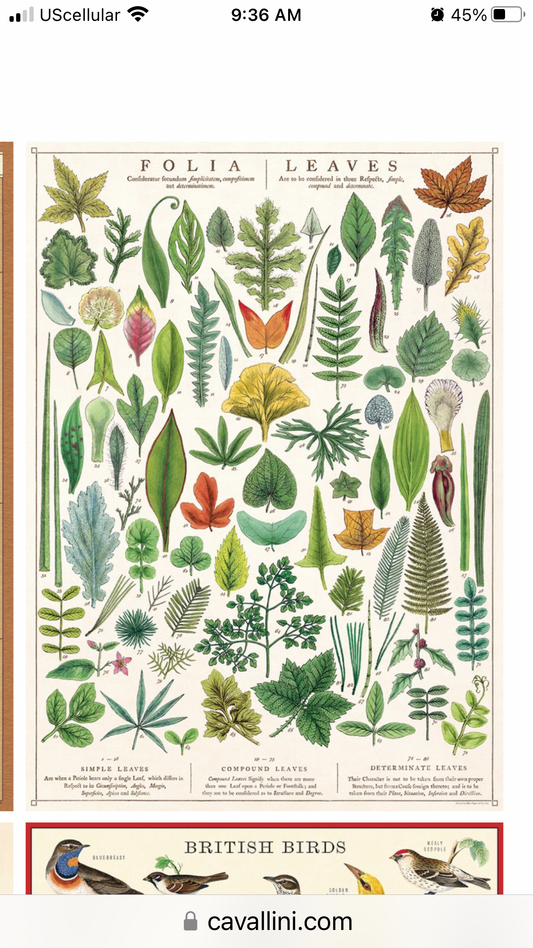 Folia leaves Poster