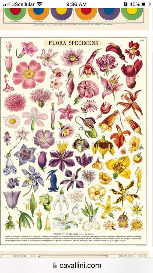 Flora specimens Poster