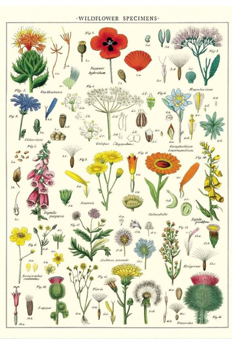 Wildflower specimens Poster