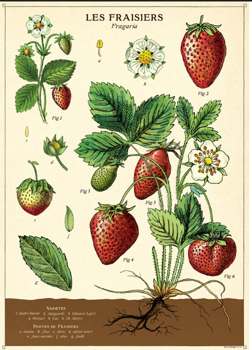Vintage strawberry poster