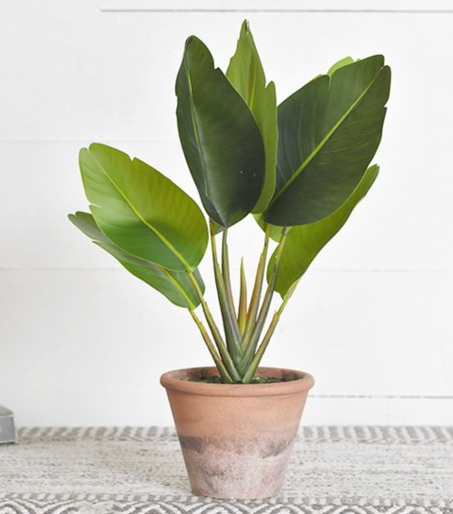 15.75" Paradise Leaf Plant in Clay Pot