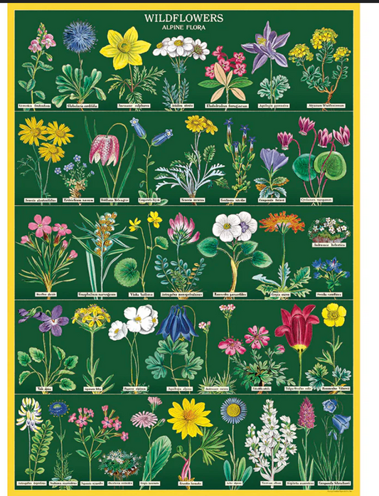 Wildflowers Alpine Flora Poster