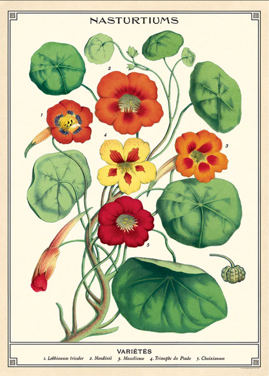 Nasturtiums Poster