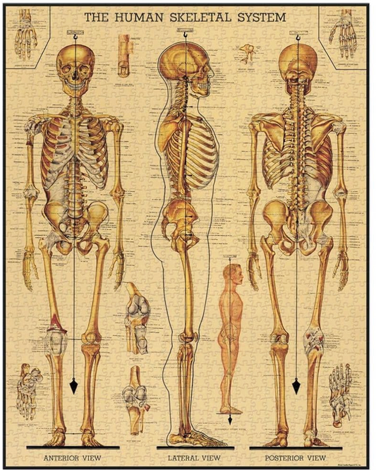 Skeletal System Vintage Puzzle