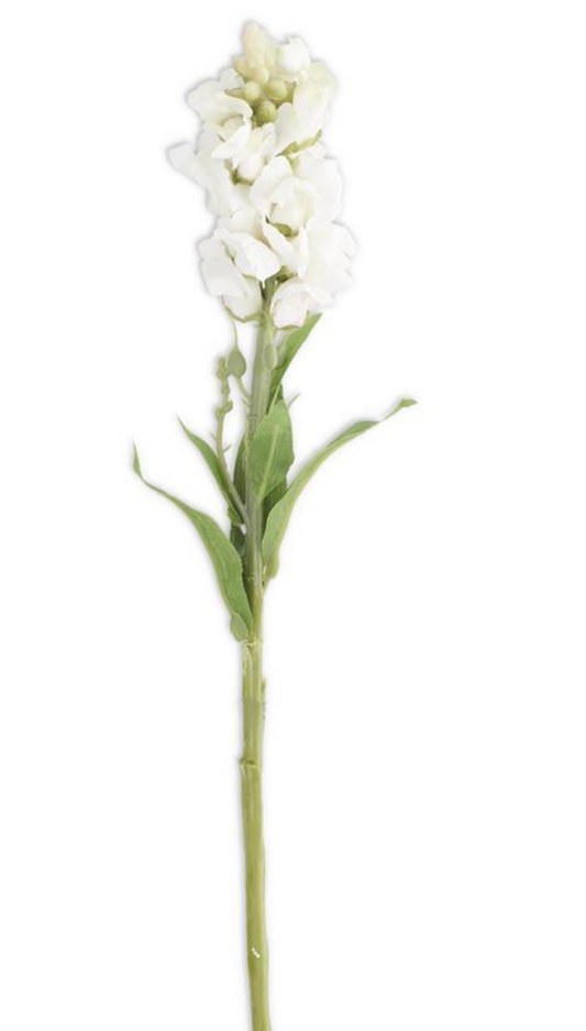 White Snapdragon