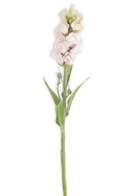 Pink stock flower