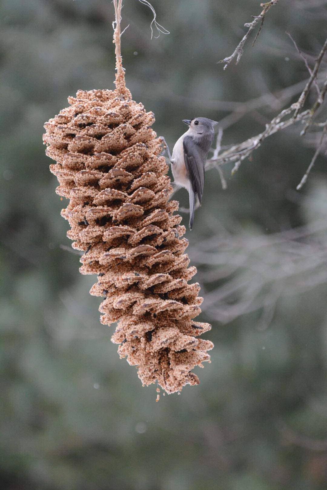 Mr Bird - Giant Pine Cone
