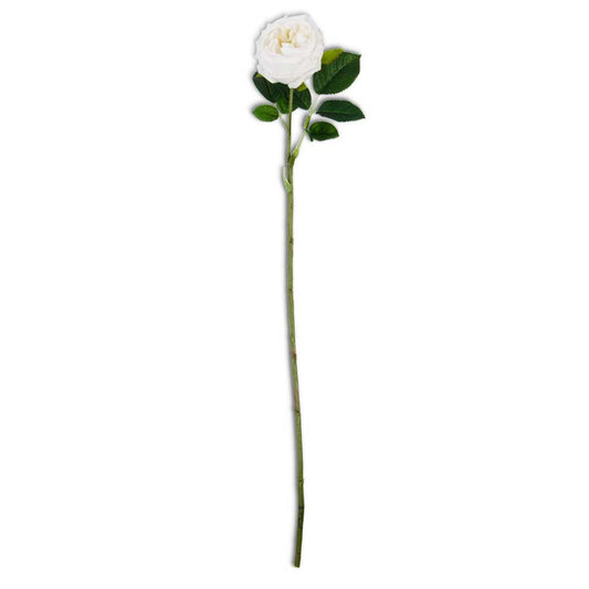 White Rose Stem