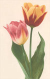 Tulips - Vintage Image, Magnet