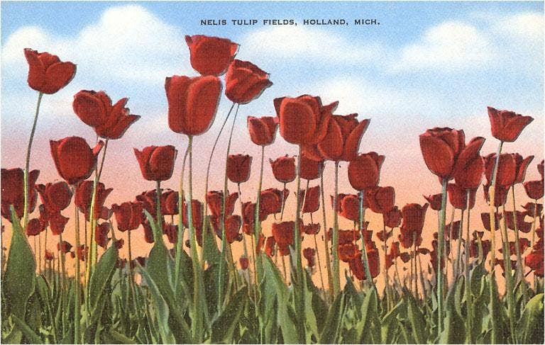 Tulip Fields, Holland - Vintage Image, Postcard