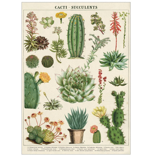 Cacti & Succulent Poster