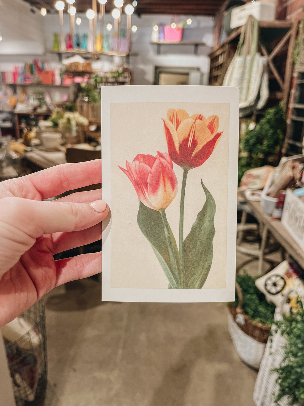 Tulips - Vintage Image, Postcard