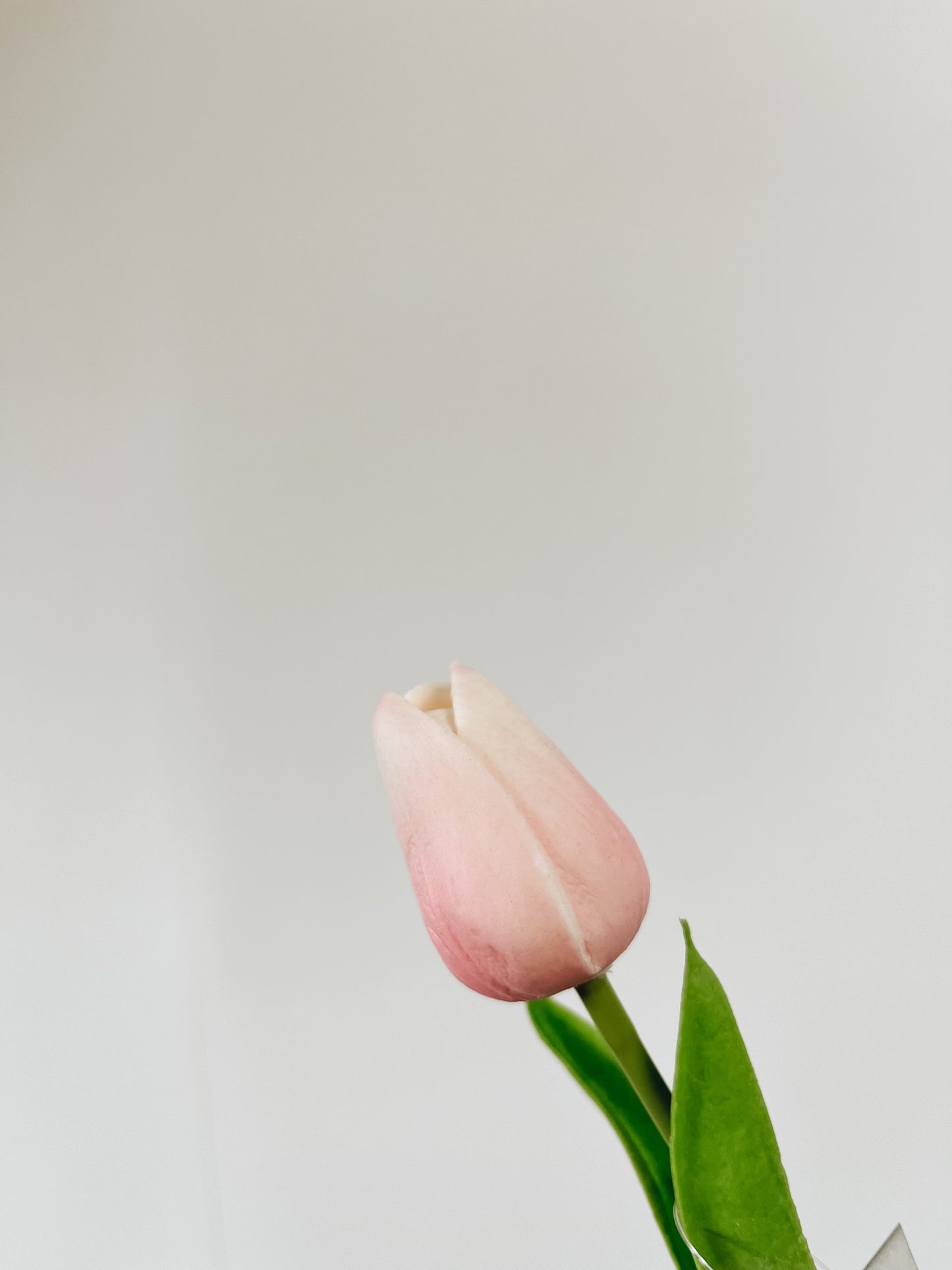 Mini Single Stem Tulip - Pink