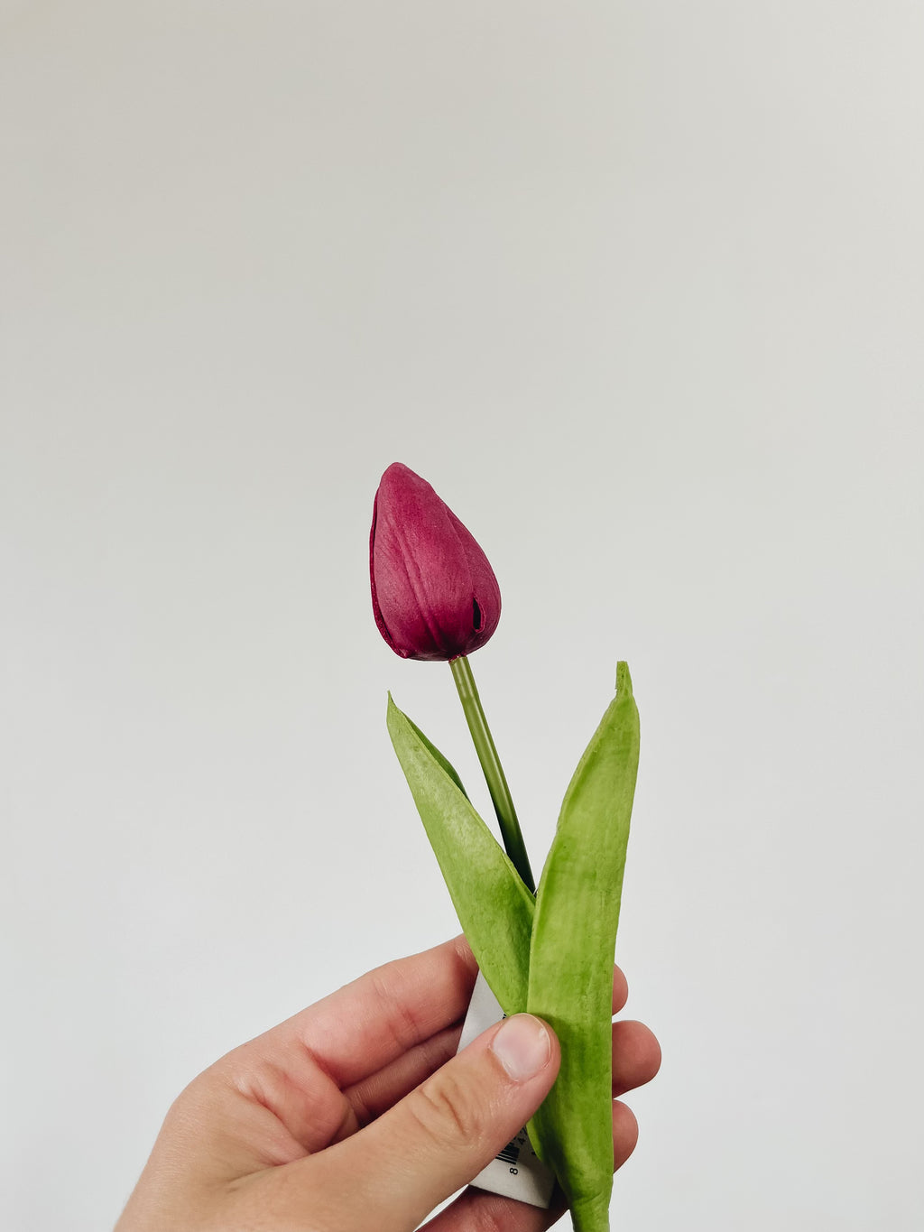 Mini Single Stem Tulip - Fuchsia