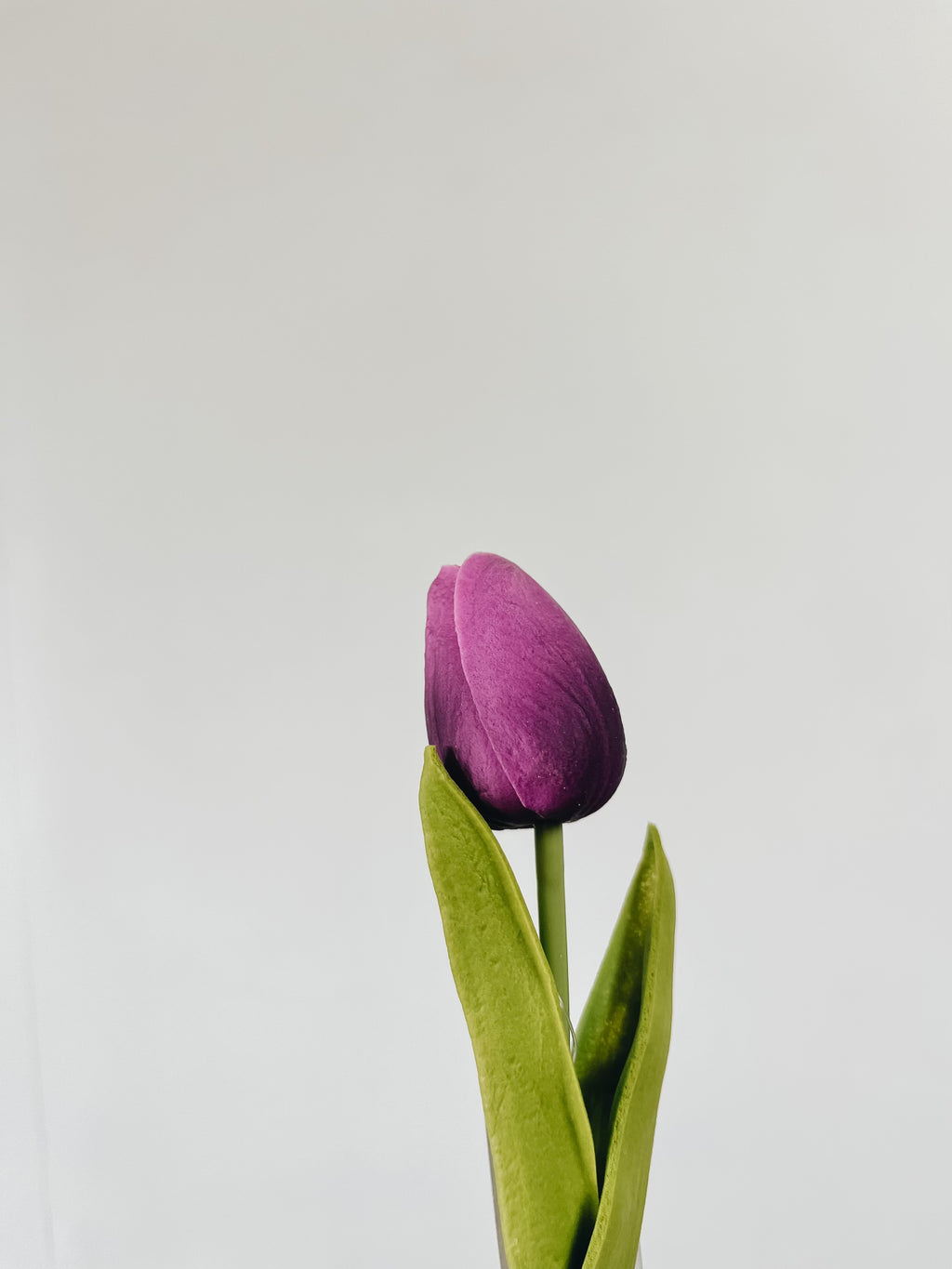 Mini Single Stem Tulip - Purple