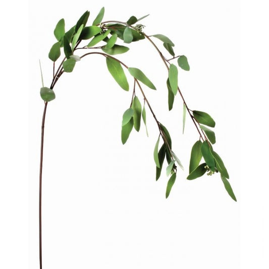 Weeping Long Seeding Eucalyptus Stem
