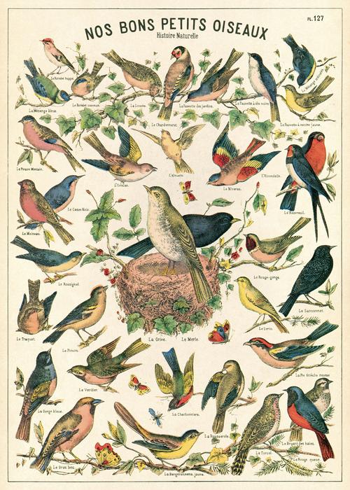 Bird Chart Poster